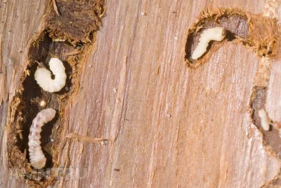 Уникальные изображения жука шашеля для скачивания