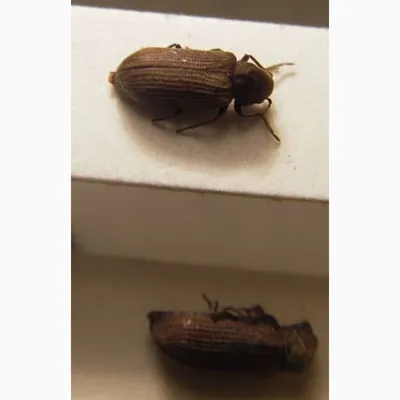 Фото жука шашеля: качественные изображения
