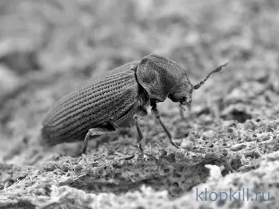 Фотографии жука шашеля