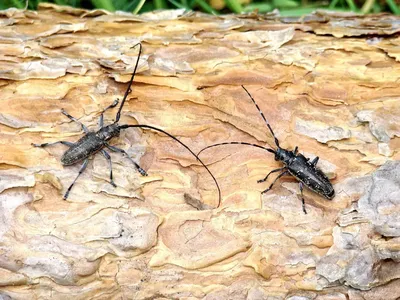 Фото жука шашеля: природное наследие