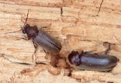 Фотографии жука шашеля: воплощение красоты природы