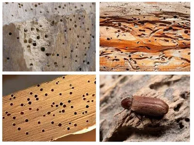 Фото жука шашеля: природное разнообразие в объективе камеры