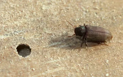 Уникальные фотографии жука шашеля: великолепие природы