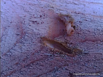 Фото жука шашеля: загадочный мир насекомых