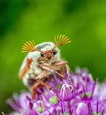 Фотографии жуков Беларуси в HD качестве