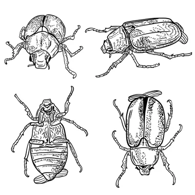 Загляните в мир жуков, которые живут в вашем доме
