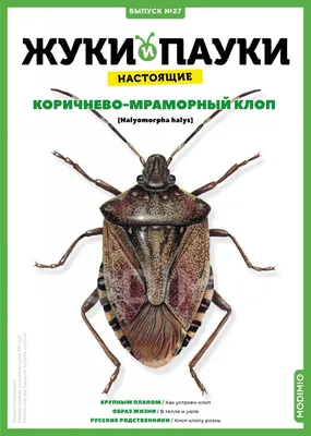 Жуки клопы: удивительные фото для вашего вдохновения