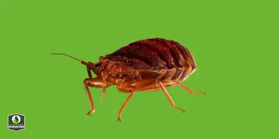 Жуки клопы: фото и картинки для изучения насекомых