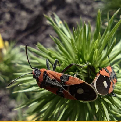 Фотографии жуков клопов: природа в маленьких существах