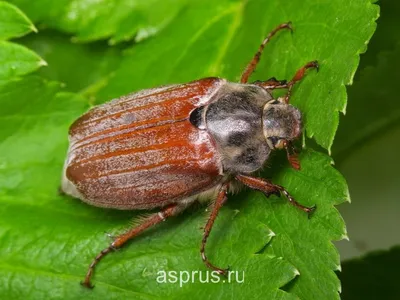 Изображения жуков, питающихся деревом