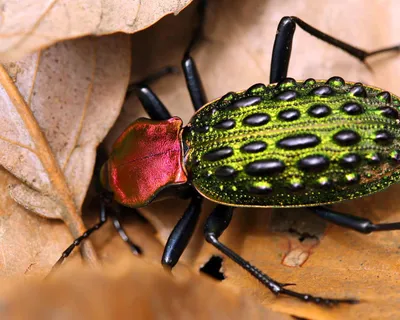 Фото жуков насекомых - скачать в формате JPG, PNG, WebP
