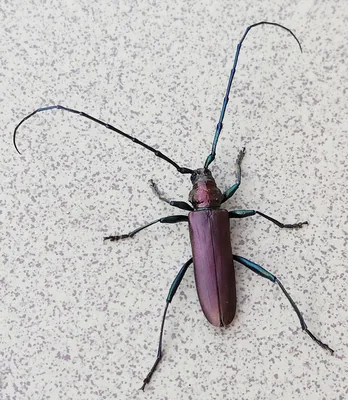 Фото жуков насекомых - 4K изображения для скачивания