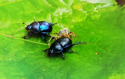 Фото жуков насекомых - самые интересные изображения