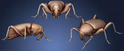 Фото жуков насекомых - впечатляющие изображения