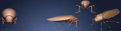 Фото жуков насекомых - невероятные снимки