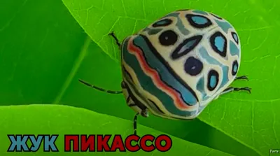 Фото жуков насекомых - потрясающие изображения