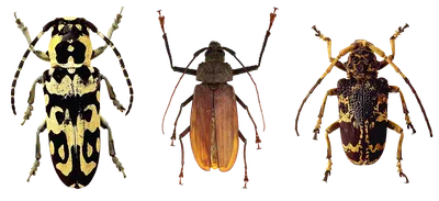Фото жуков насекомых - скачать бесплатно без ограничений