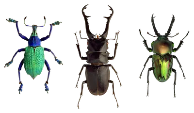 Фото жуков насекомых - полезная информация и изображения