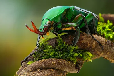 Фото жуков насекомых - великолепные фотографии
