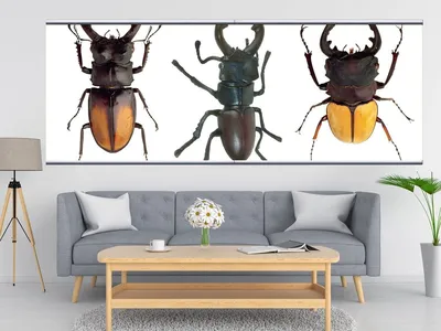 Фото жуков насекомых - скачать в формате PNG и JPG
