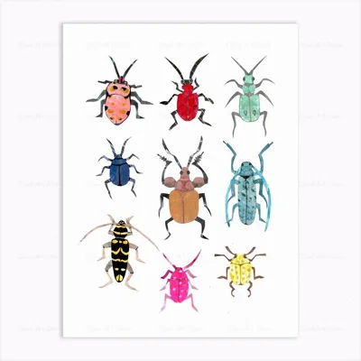 Фото жуков насекомых - HD изображения для скачивания