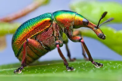 Фото жуков: удивительное разнообразие насекомых