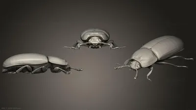 Фото жуков: красота и загадочность насекомых