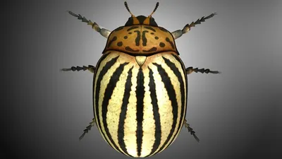 Жуки насекомые: фотографии, которые поразят ваше воображение