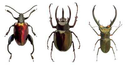 Фото жуков насекомых - новые изображения в HD