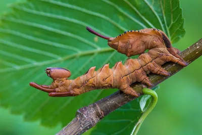 Уникальные фото жуков: погружение в мир насекомых