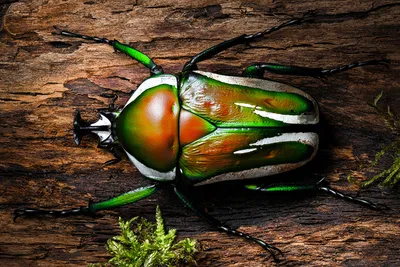 Фото жуков насекомых - картинки в формате PNG