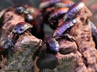 Увлекательный мир жуков: фотографии и удивительные факты