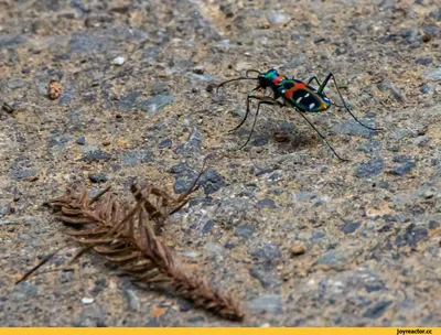 Фото жуков: взгляд на невидимый мир насекомых