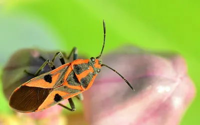 Жуки насекомые: фотографии, которые вызывают восхищение