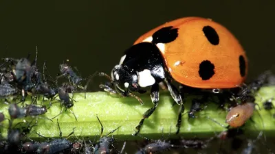 Фото жуков насекомых - изображения в формате JPG