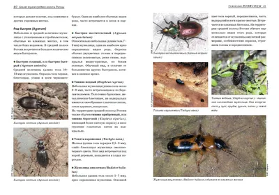 Фото жуков средней полосы России в высоком разрешении