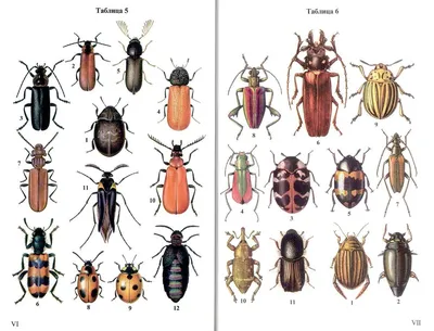 Новые фотографии жуков средней полосы России