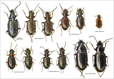 Фотографии уникальных жуков средней полосы России