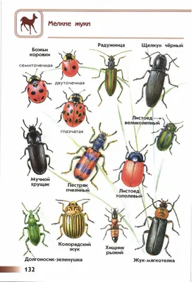 Фотографии удивительных жуков, которые можно встретить в средней полосе России