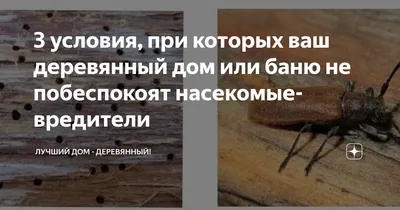 Арт жуков в деревянном доме