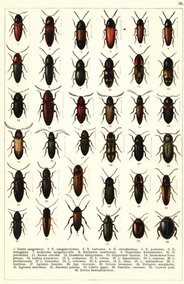 Фото жуков в квартире - полезная информация о жуках
