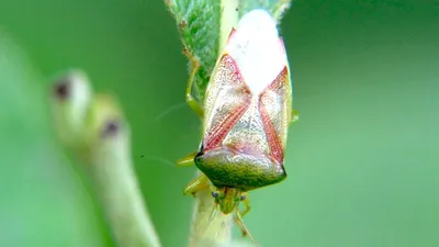 Фотографии жуков вонючек в разных климатических условиях
