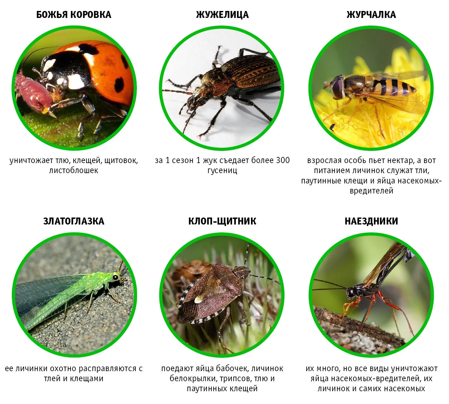 Все вредители сада – фото, названия, описания и меры борьбы | Дела огородные (zamkitu.ru)