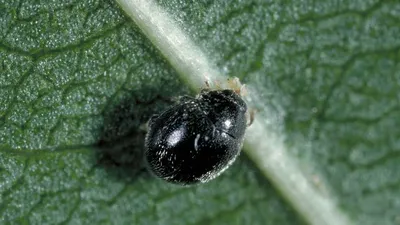 Фото жуков вредителей сада: изображения в HD качестве