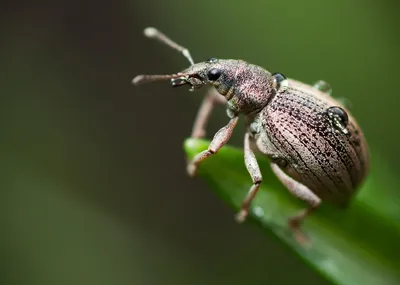 Фото жуков вредителей сада: скачать бесплатно изображения