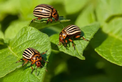 Фотографии жуков-вредителей сада: разнообразие их видов