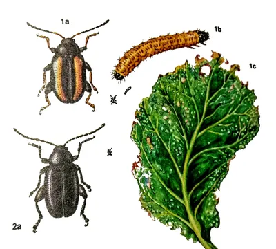 Фотографии жуков вредителей сада в формате JPG