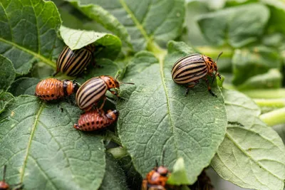 Фотографии жуков вредителей сада: природная красота