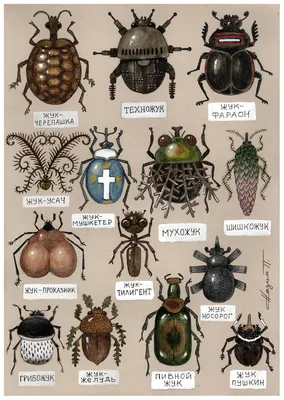 Картинки жуков для скачивания в PNG формате