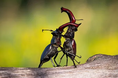 Фотографии жуков с разных углов